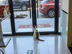 -中农大我爱我爱动物医院·核磁CT·猫病·24小时夜诊中心(石佛营店)