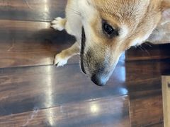 -豆柴町-柴犬主题狗咖(红鼎国际C座店)