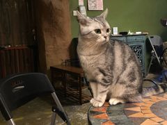 -猫猫幼稚园·撸猫·桌游·电玩