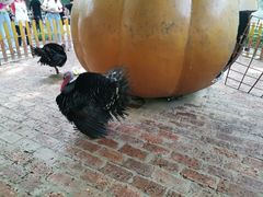 -荆州中山公园动物园