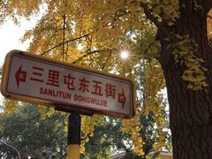 -三里屯东五街银杏大道