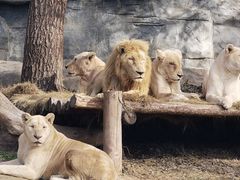 -北京野生动物园