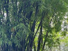 -成都杜甫草堂博物馆