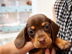 -萌宠之家·腊肠犬·马尔泰·小体犬舍