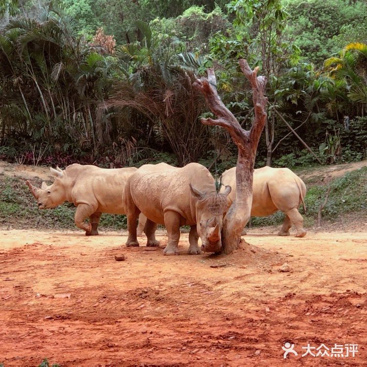 📷🐼长🐒隆🐅野生动物园🦓🐫🦒这么玩才刺激📣