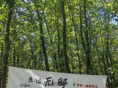 -六里坪国家森林公园