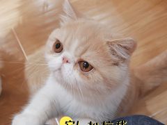 -滚猫咖啡·猫咖·猫友好撸猫(未来城店)
