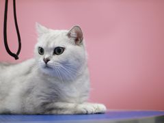 -瑞鹏宠物医院犬猫全科(真大分院)