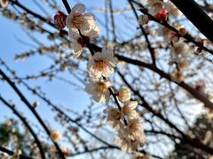 -香雪海