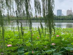 -莲花池公园