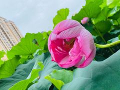 -陈家山荷花公园