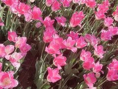 -石家庄市植物园