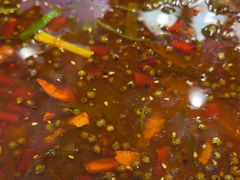 -乡土特色.冷锅鱼.牦牛肉汤锅