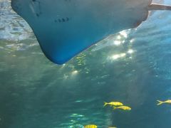 -太平洋海底世界