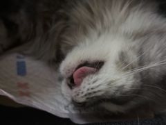 -德元·美联众合24小时动物医院(总院)