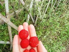 -龙坞茶村