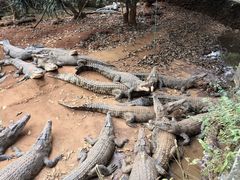 -海南热带野生动植物园