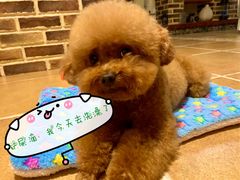 -宠小格时尚宠物生活馆(唐镇店)