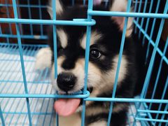 -翊宠yipet猫狗购宠庄园犬舍•猫舍