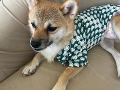 -怪兽屋·羊驼·猫咖·狗咖(俊华广场店)