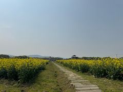 -苏州太湖西山岛开心农场