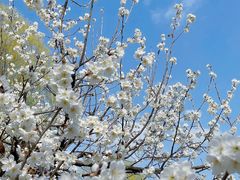 -国际非物质文化遗产博览园