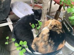 -新疆狼爷烤肉(宋庄店)