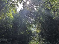 -莫里热带雨林景区