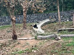 -都江堰中华大熊猫苑