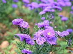 -深业半汤御泉庄温泉