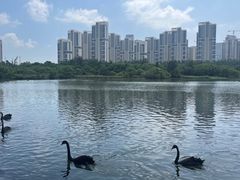 -五缘湾湿地公园