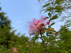 -大屏嶂森林公园