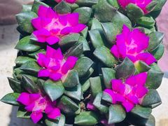 -花鸟鱼虫鲜花绿植市场(玉泉路店)