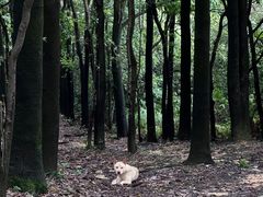 -火炉山森林公园