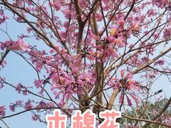 -观澜湖旅游度假区