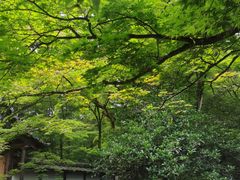 -西芳寺(苔寺)