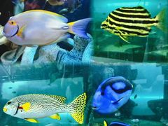 -悉尼海洋生物水族馆