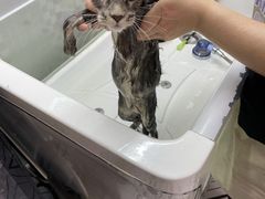 -十年猫舍·猫咪专门店(普陀店)