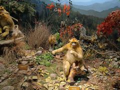 -陕西自然博物馆