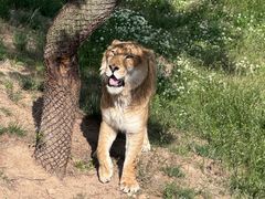 -西霞口神雕山野生动物世界