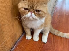 -猫小院猫主题咖啡厅(北锣店)