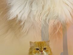 -More Fun猫咖 二十只万元加菲主题