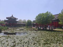 -曹州牡丹园