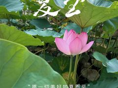 -莲花池公园