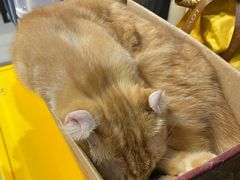 -平行世界·猫咖(首经贸店)