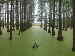 -渌洋湖湿地公园