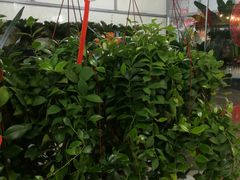 -无锡文化工艺品市场(槐古路店)