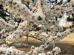 -大兴滨河森林公园