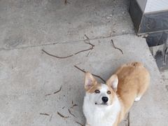 -宠福鑫康馨动物医院·骨科·眼科