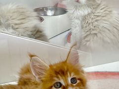 -青奢宠物·青奢猫舍